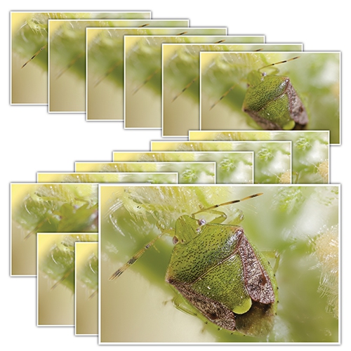 图像分割与计数